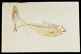 Fossil Fish (Diplomystus) With Knightia - Wyoming #177320-1